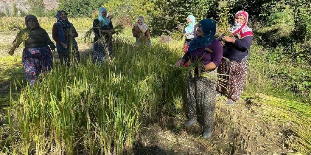 Görüntüsüne aldanmayın, bu iş “Çok zor”! Geleneksel üretim bu yörede de başladı: Üretici her şeye rağmen güldü 3